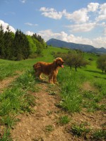 /album/anglicky-kokerspaniel/mia-jjjjjjjjjjj-jpg/